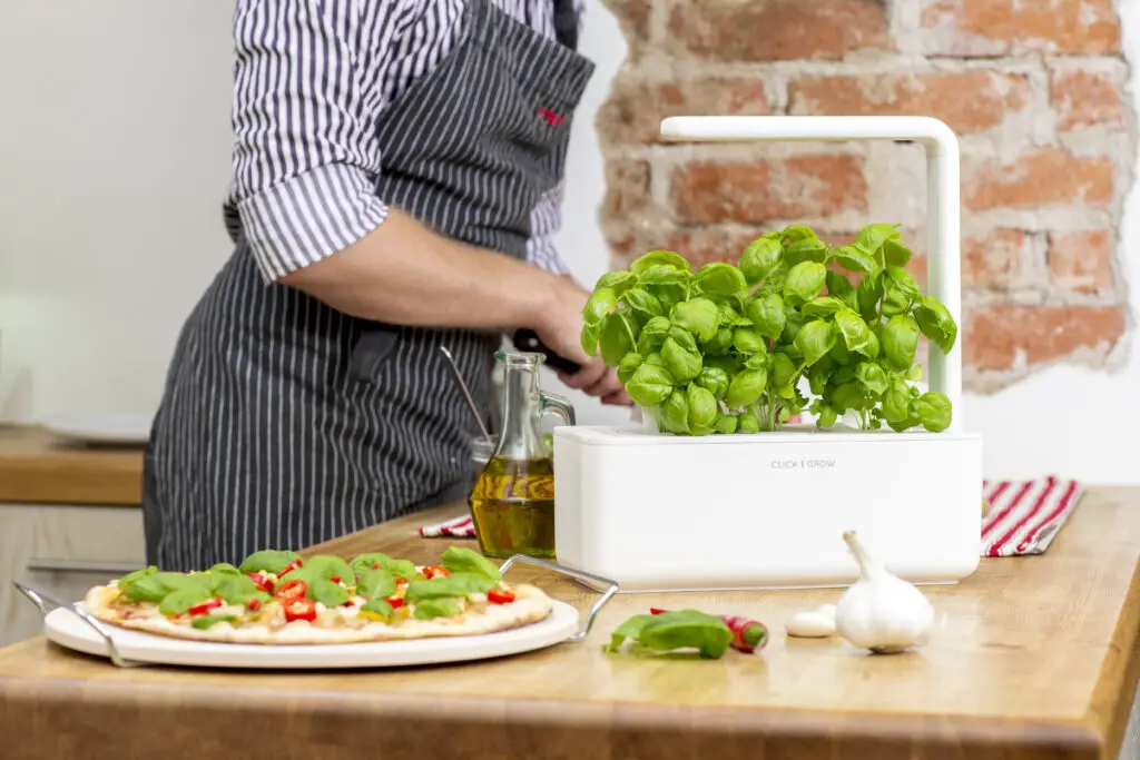 making pizza basil garden click and grow